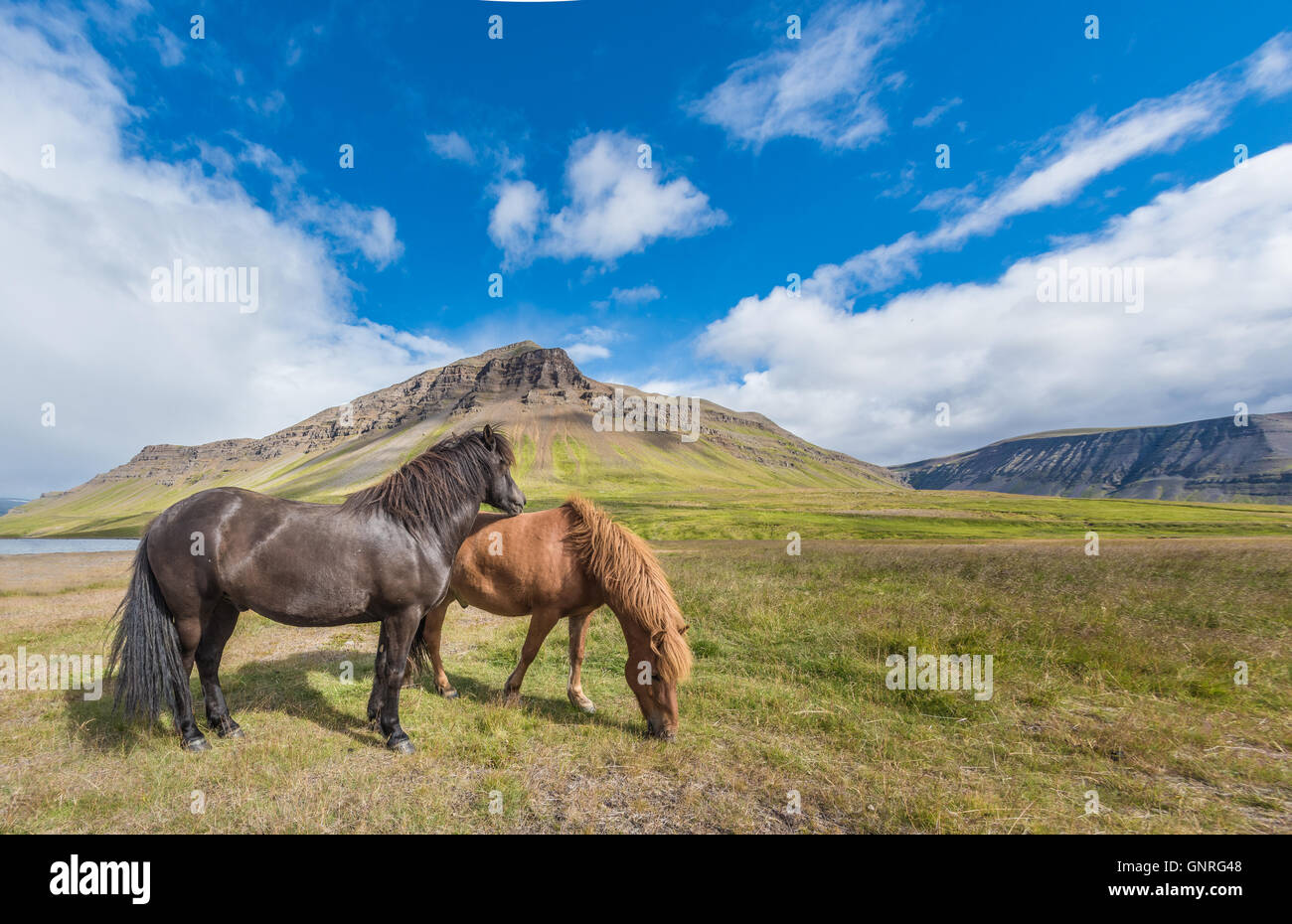 Smi-sauvage chevaux Islandais le pâturage dans les Fjords de l'Ouest Région de l'Islande Banque D'Images