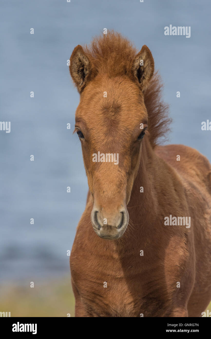 Smi-sauvage chevaux Islandais le pâturage dans les Fjords de l'Ouest Région de l'Islande Banque D'Images