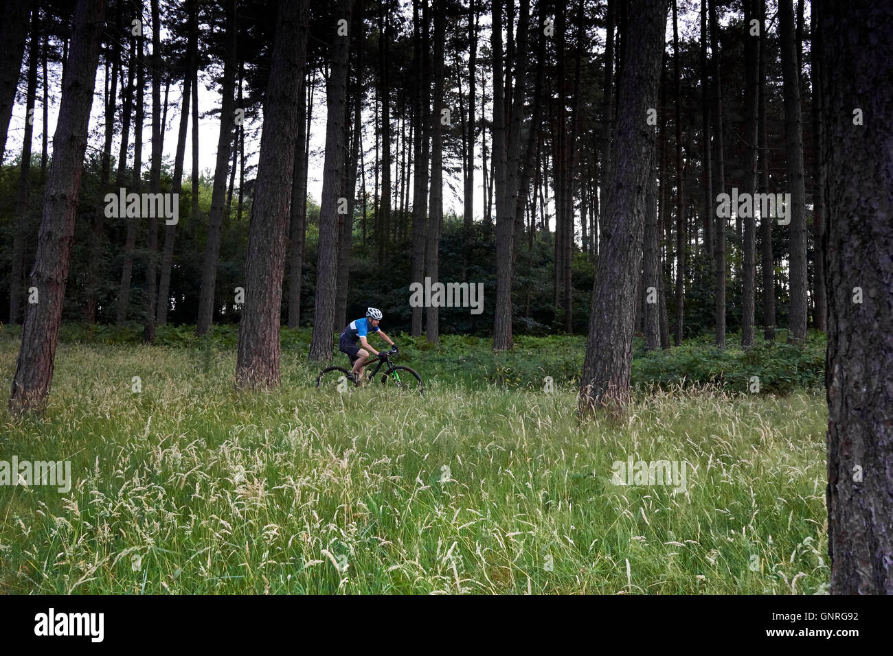 Vélo de montagne équitation à travers les arbres Banque D'Images