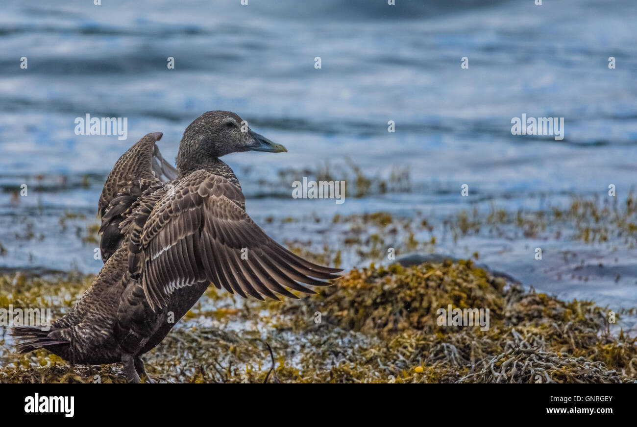 Le Canard chipeau Canard sur les rives d'Ofeigsfjordur dans les régions éloignées de la côte de Strandir, Islande, Fjords de l'Ouest Banque D'Images