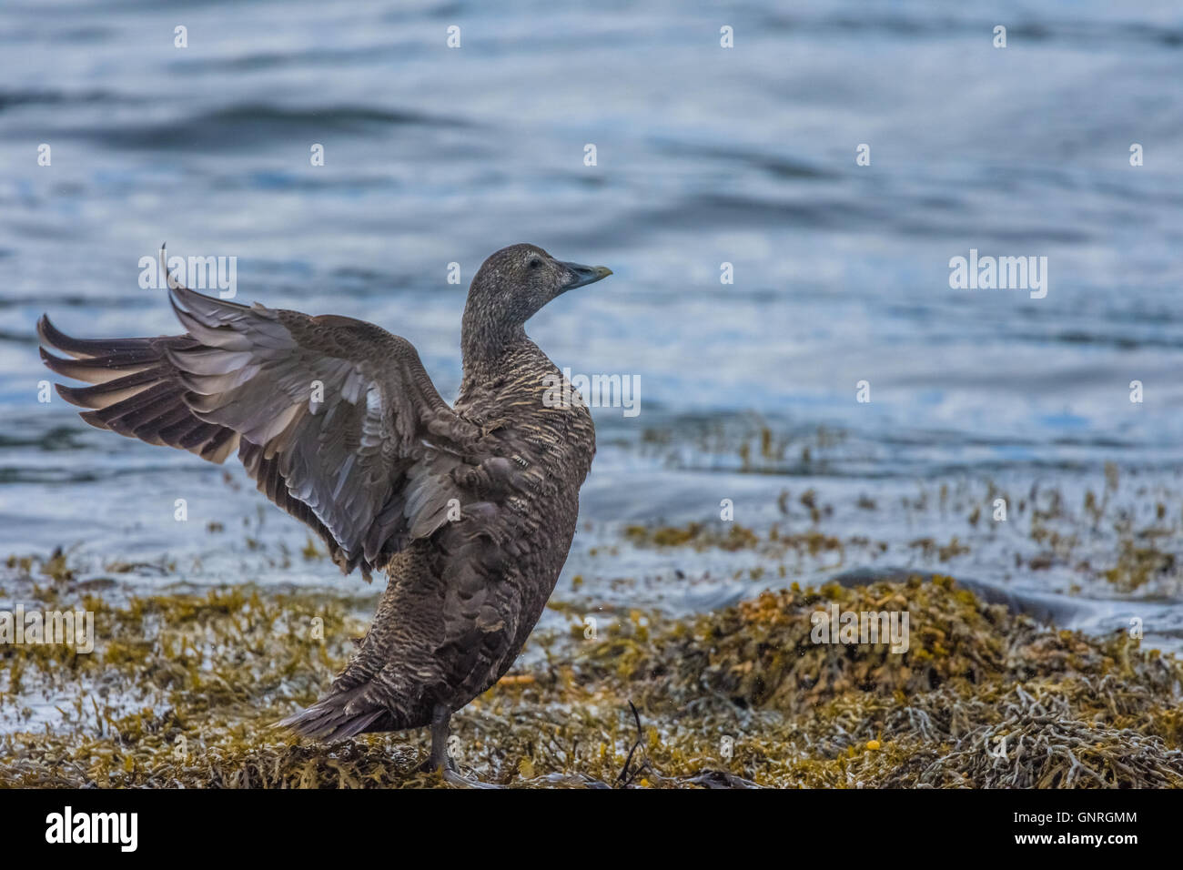 Le Canard chipeau Canard sur les rives d'Ofeigsfjordur dans les régions éloignées de la côte de Strandir, Islande, Fjords de l'Ouest Banque D'Images