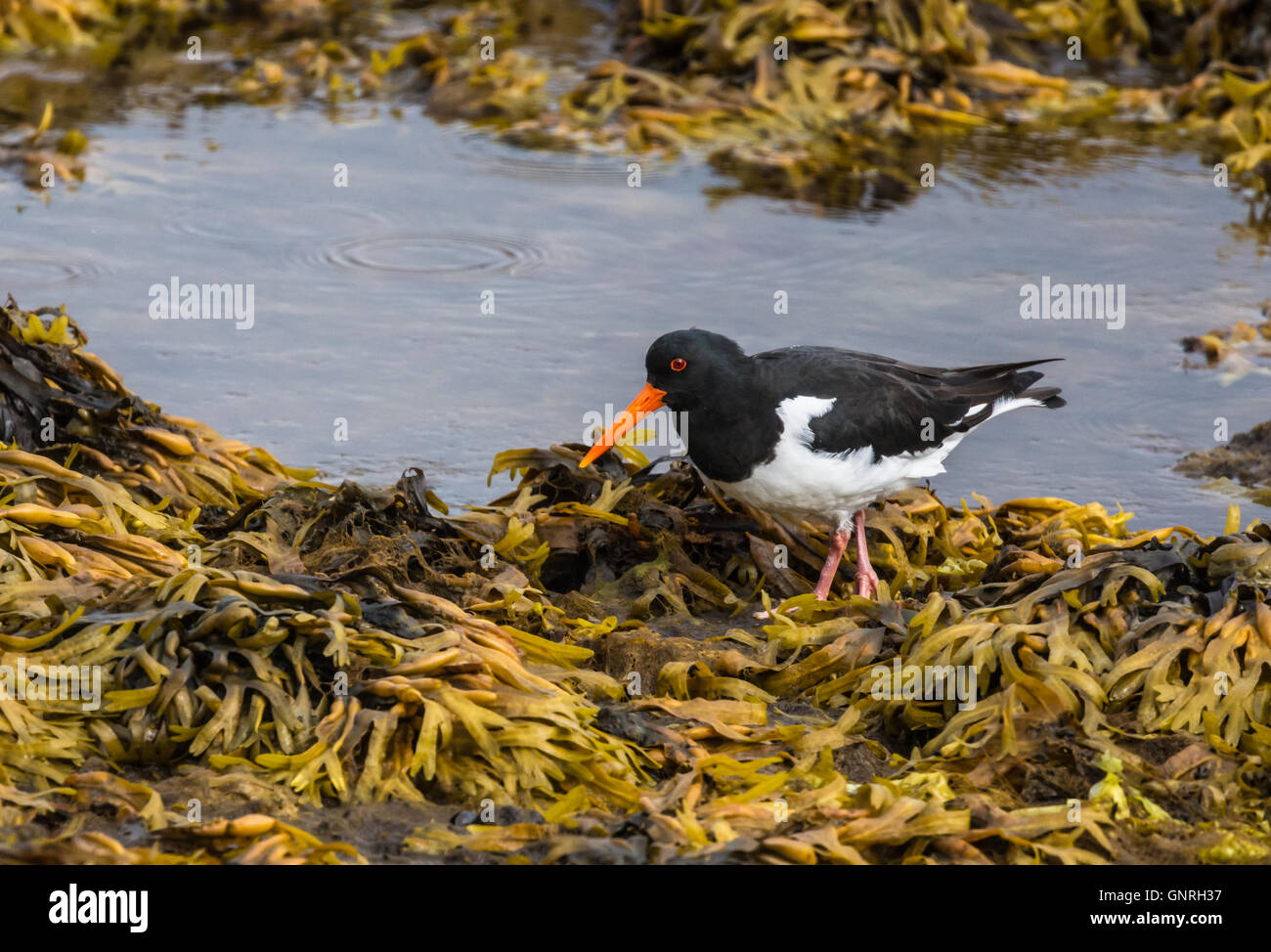 Sur les rives de l'Huîtrier d'Ofeigsfjordur dans les régions éloignées de la côte de Strandir, Islande, Fjords de l'Ouest Banque D'Images