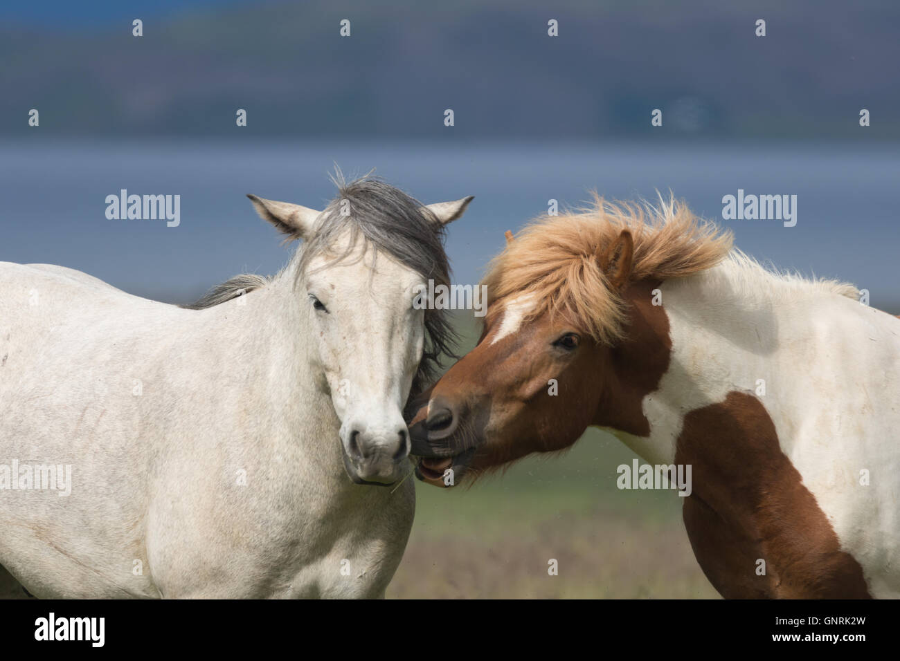 Smi-sauvage chevaux Islandais le pâturage dans les Fjords de l'Ouest Région de l'Islande Banque D'Images