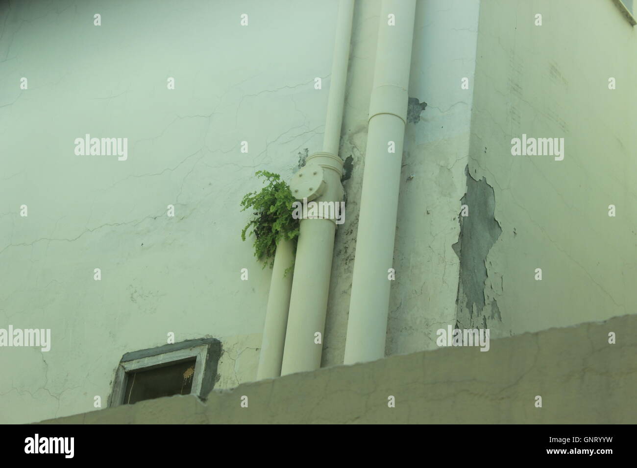 Une plante poussant à l'intérieur d'un tuyau d'eau monté sur un mur Banque D'Images