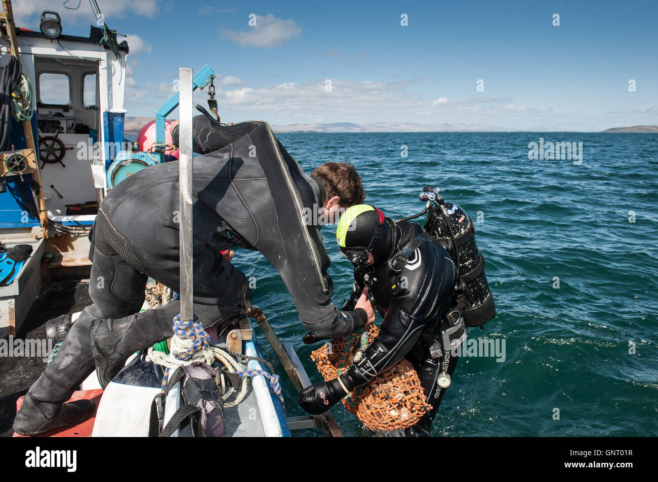 Tobermory, Royaume-Uni, crustacés divers apportent une pêche à la ligne Banque D'Images
