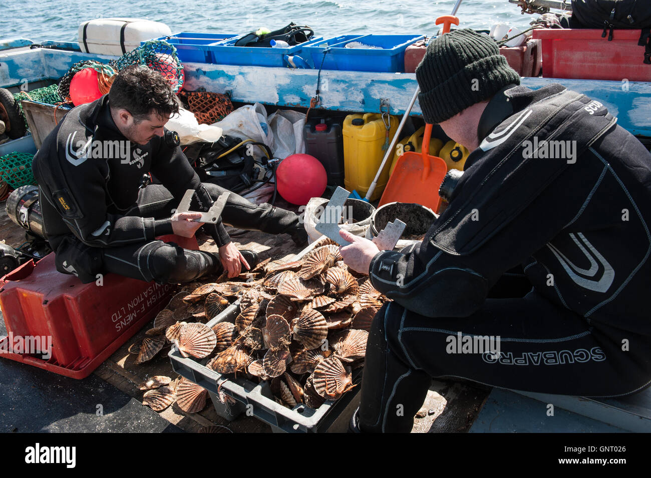 Tobermory, Royaume-Uni, crustacés divers sur les bateaux au large de l'île de Mull Banque D'Images