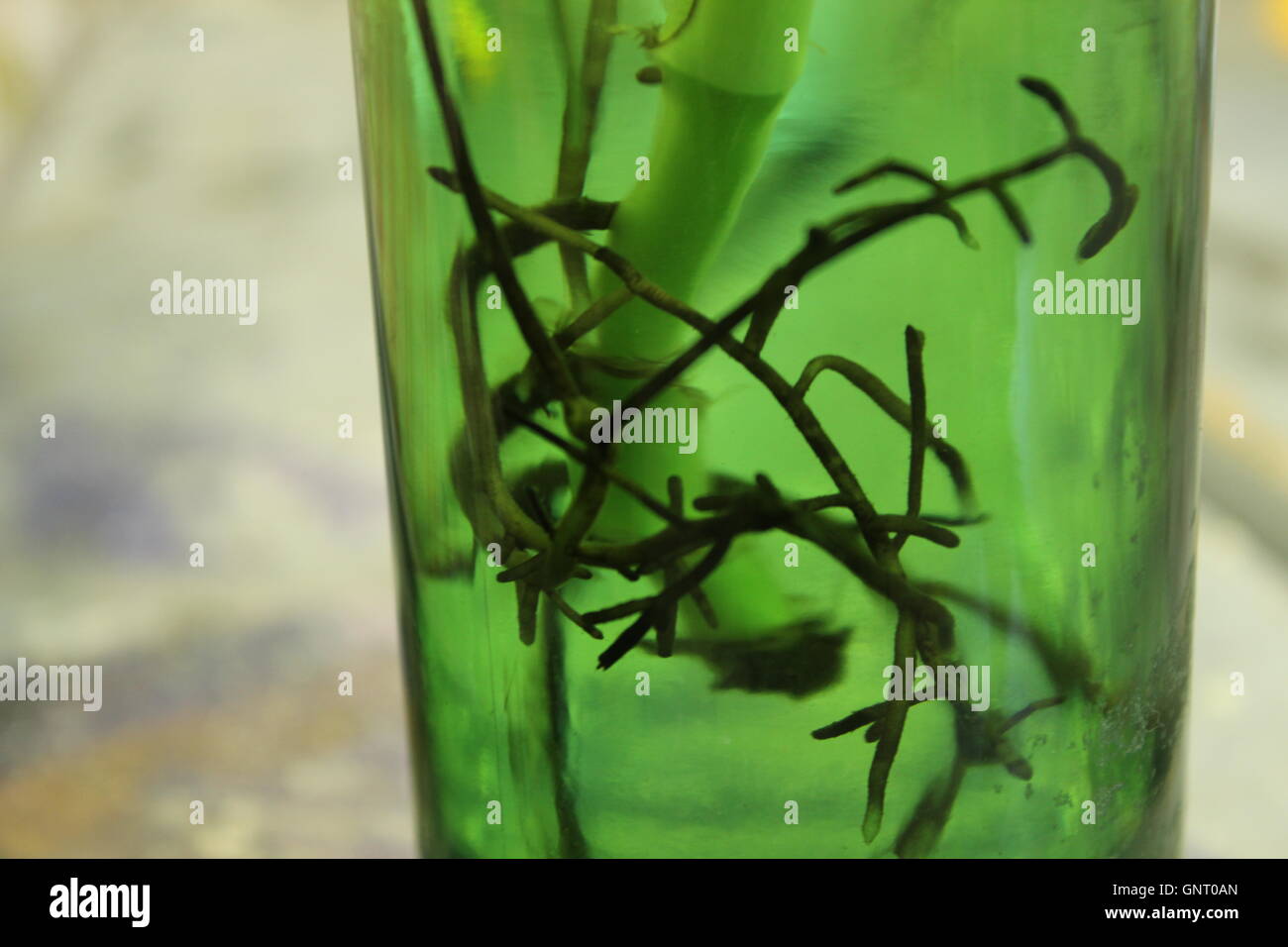 Une profondeur de champ (arrière-plan flou) photo portant un racines des plantes dans une bouteille verte. Banque D'Images