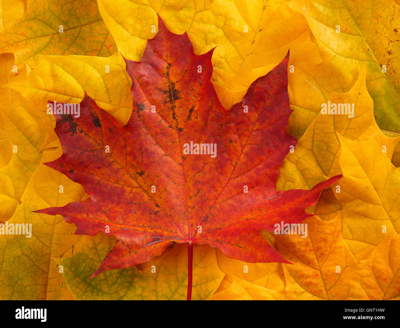 Couleur d'automne feuilles d'érable d'arrière-plan Banque D'Images