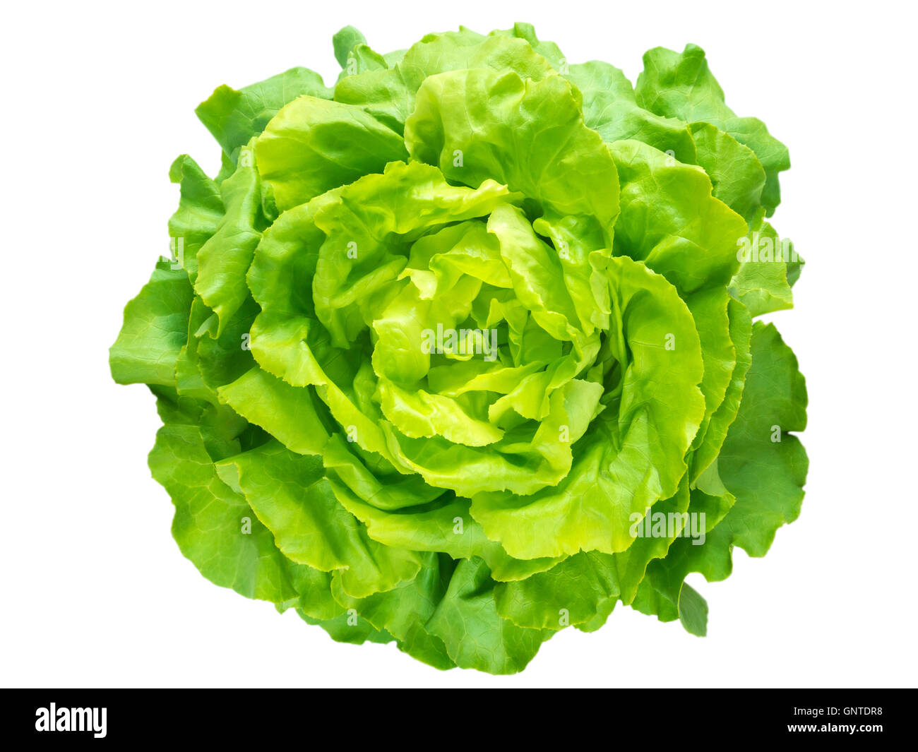 Salade de laitue verte Vue de dessus la tête isolated on white Banque D'Images