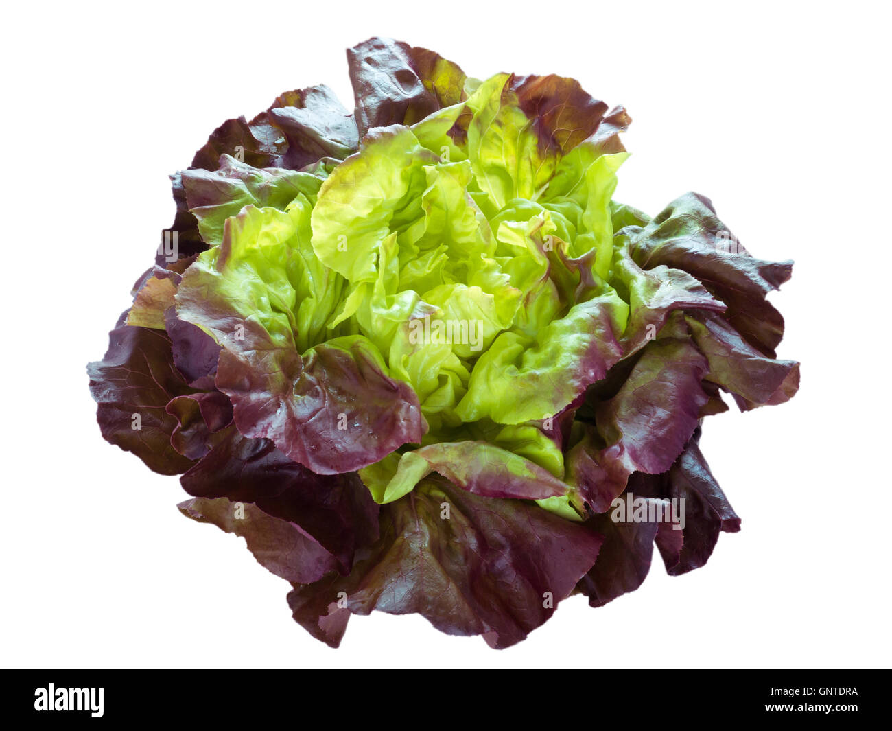 Salade de laitue verte violet head isolated on white Banque D'Images