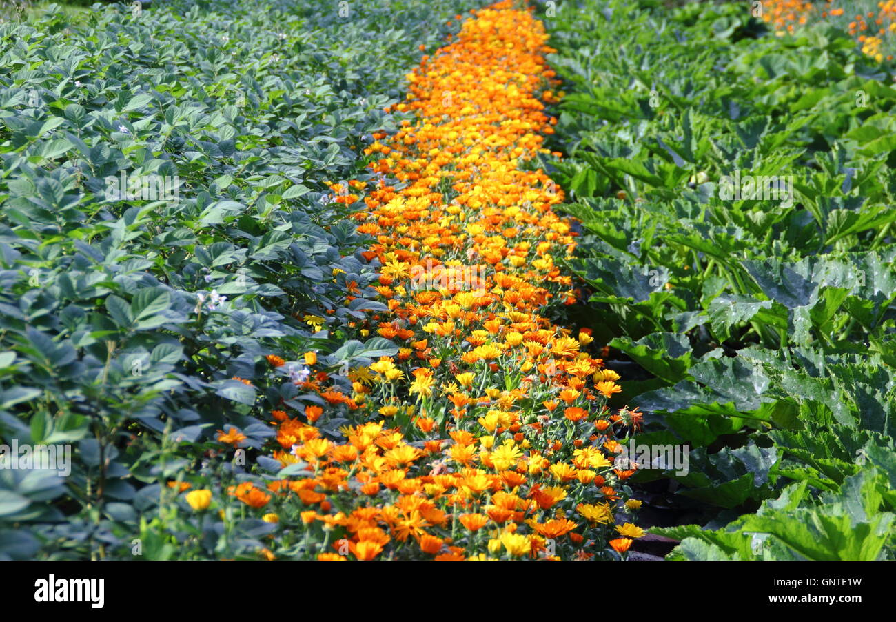 Compagnon de la plantation de fleurs de souci (Calendula officinalis pot) avec des cultures de légumes pour les parasites qui, dans un jardin de cuisine Banque D'Images
