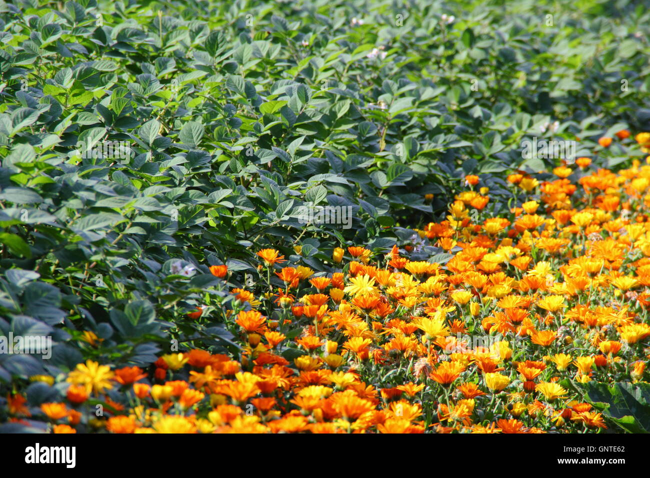 Compagnon de la plantation de fleurs de souci (Calendula officinalis pot) avec des cultures de légumes pour les parasites qui, dans un jardin de cuisine Banque D'Images