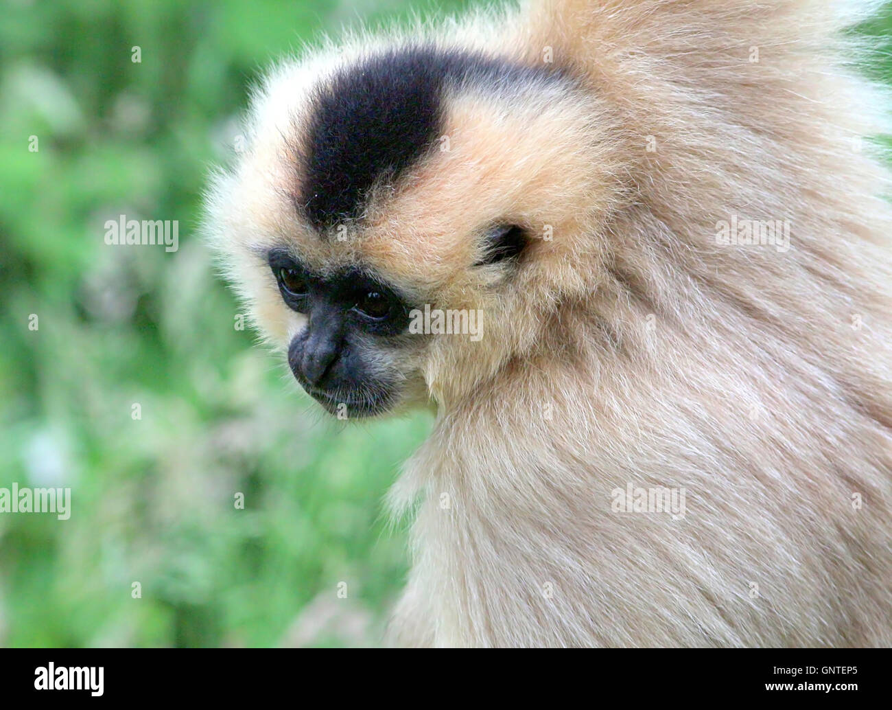 Libre d'une femelle jaune de l'Asie du Sud-Est cheeked gibbon (Nomascus gabriellae). Banque D'Images