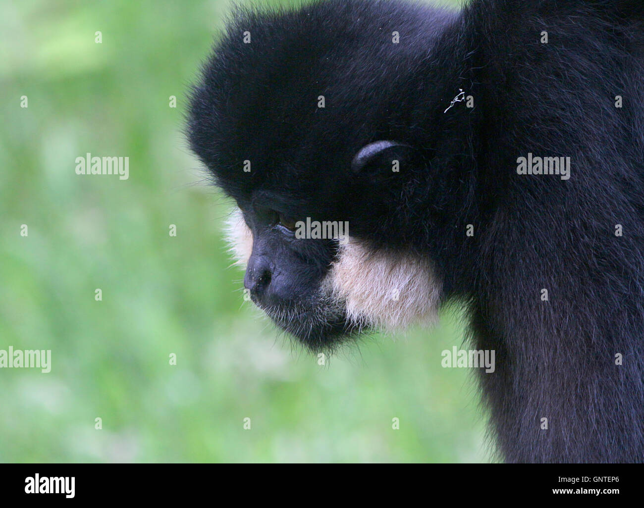L'Asie du Sud-Est mâle gibbon à joues jaunes (Nomascus gabriellae), vu de profil Banque D'Images