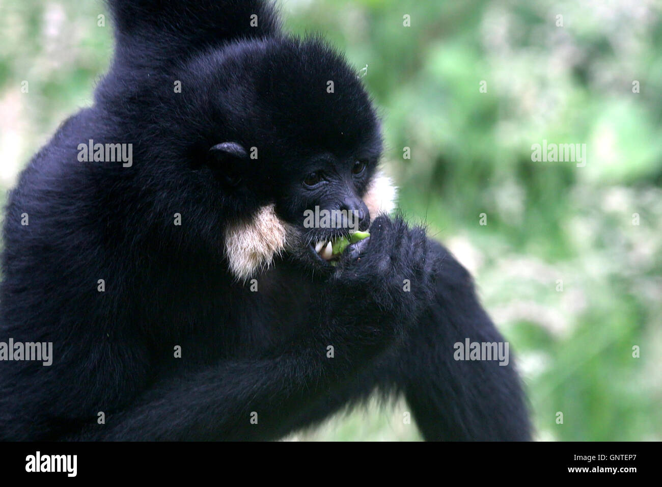 Jaune d'Asie mâle gibbon à joues grises (Nomascus gabriellae) dans un arbre. A.k.a. Joues rouge ou doré (crested) gibbon. Banque D'Images