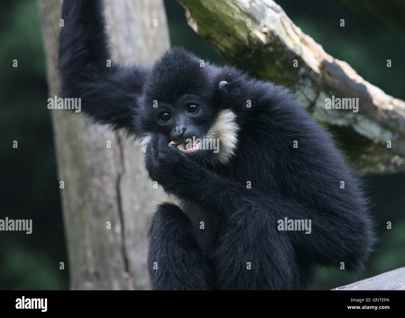 Jaune d'Asie mâle gibbon à joues grises (Nomascus gabriellae) à mâcher sur les fruits. A.k.a. Joues rouge ou doré (crested) gibbon. Banque D'Images