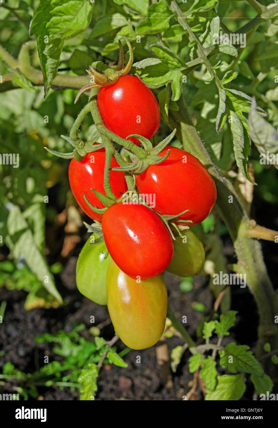 Close up of truss de Roma tomates rouges sur la vigne maturation dans le soleil d'été dans le jardin intérieur, Cumbria England Banque D'Images