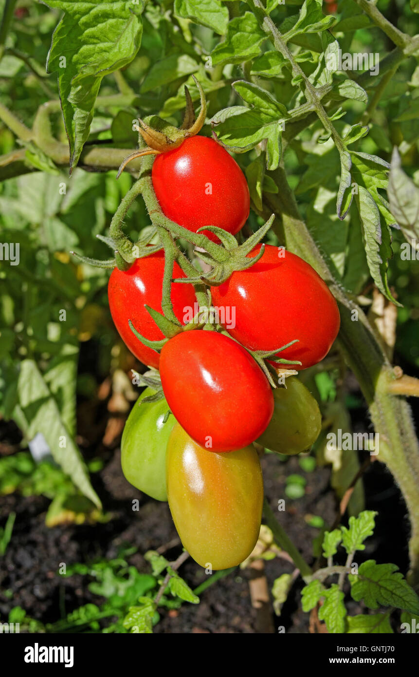 Close up of truss de Roma tomates rouges sur la vigne maturation dans le soleil d'été dans le jardin intérieur, Cumbria England Banque D'Images