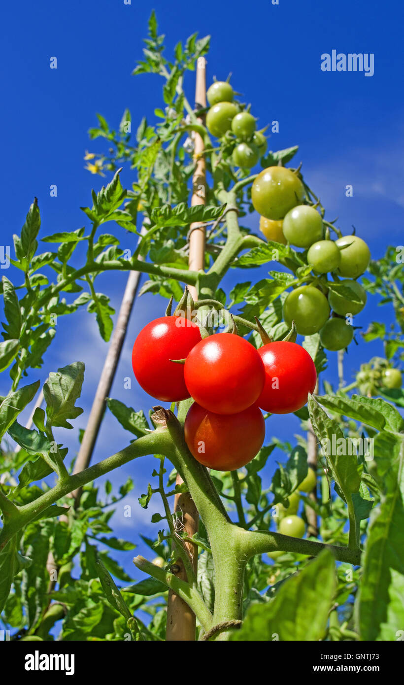 Regardant vers le haut au grand jalonnés plant de tomate de plus en plus soleil d'été dans le jardin contre ciel bleu profond, 4 tomates bien mûres à la base. Banque D'Images