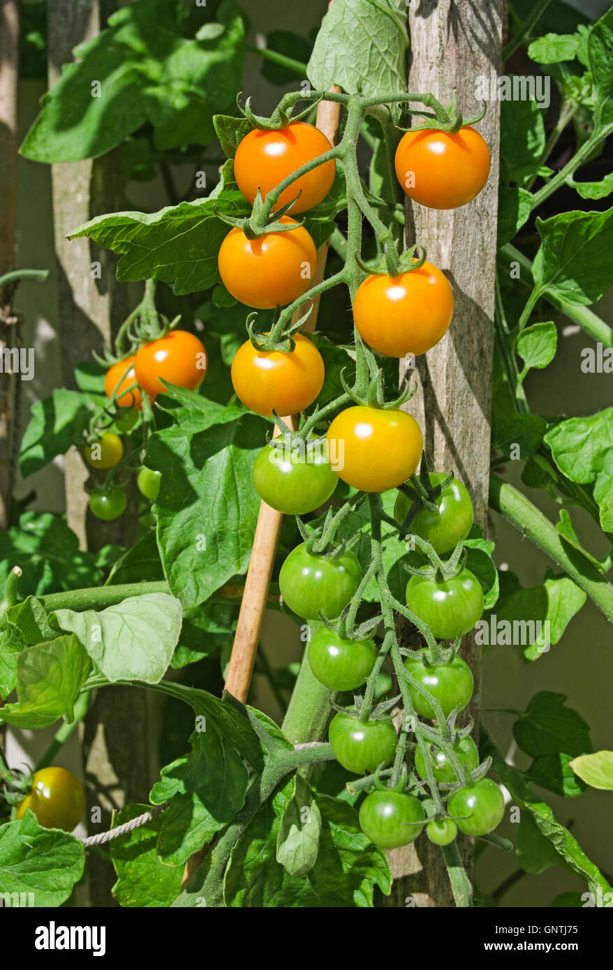 Truss de orange Sungold mûrissement des tomates cerises sur la vigne dans le soleil d'été dans le jardin intérieur, Cumbria, Angleterre, Royaume-Uni Banque D'Images