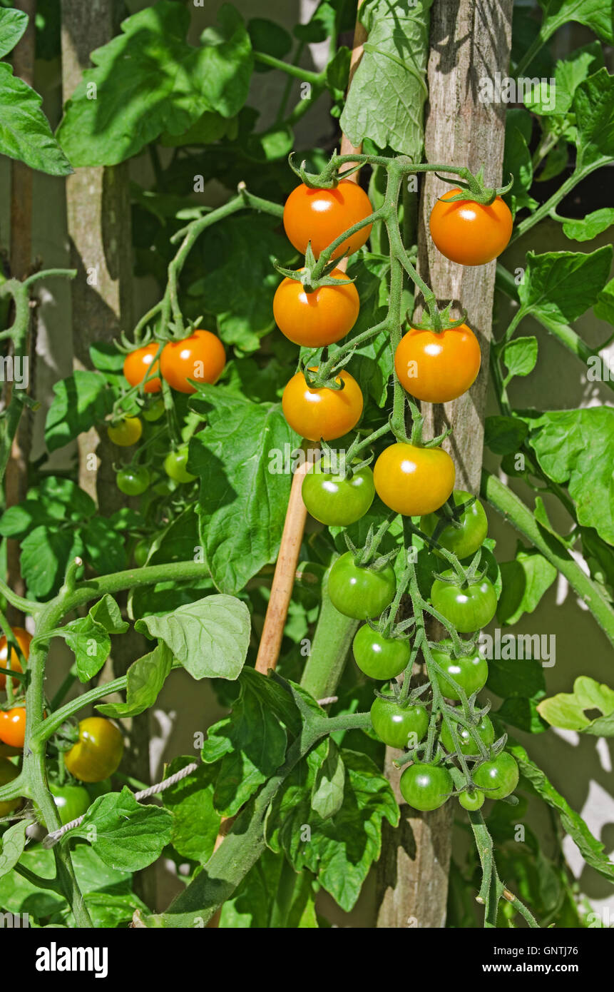 Truss de orange Sungold mûrissement des tomates cerises sur la vigne dans le soleil d'été dans le jardin intérieur, Cumbria, Angleterre, Royaume-Uni Banque D'Images