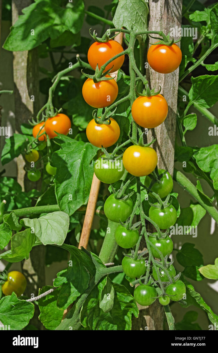 Truss de orange Sungold mûrissement des tomates cerises sur la vigne dans le soleil d'été dans le jardin intérieur, Cumbria, Angleterre, Royaume-Uni Banque D'Images