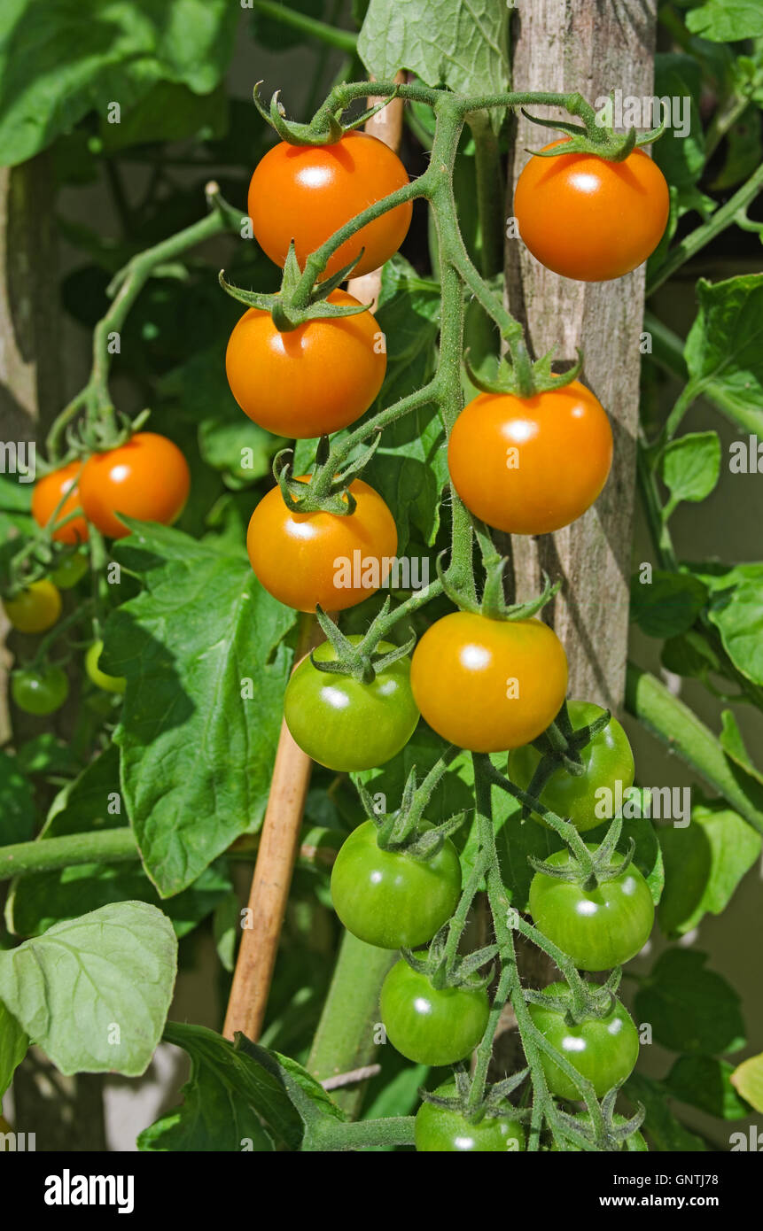 Truss de orange Sungold mûrissement des tomates cerises sur la vigne dans le soleil d'été dans le jardin intérieur, Cumbria, Angleterre, Royaume-Uni Banque D'Images