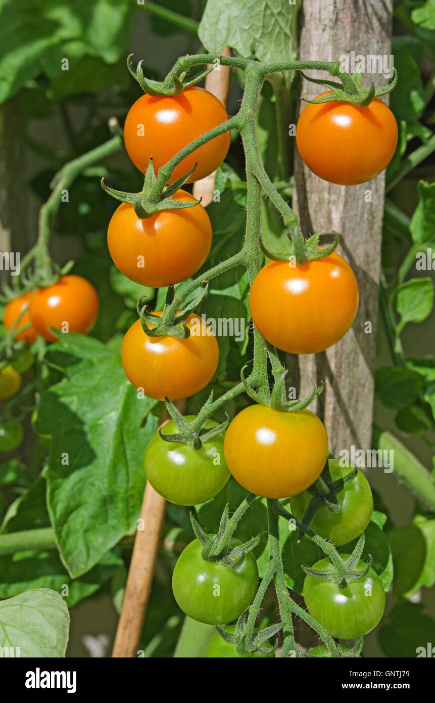 Close up of orange Sungold truss de mûrissement des tomates cerises sur la vigne au soleil d'été dans le jardin intérieur, Cumbria England Banque D'Images