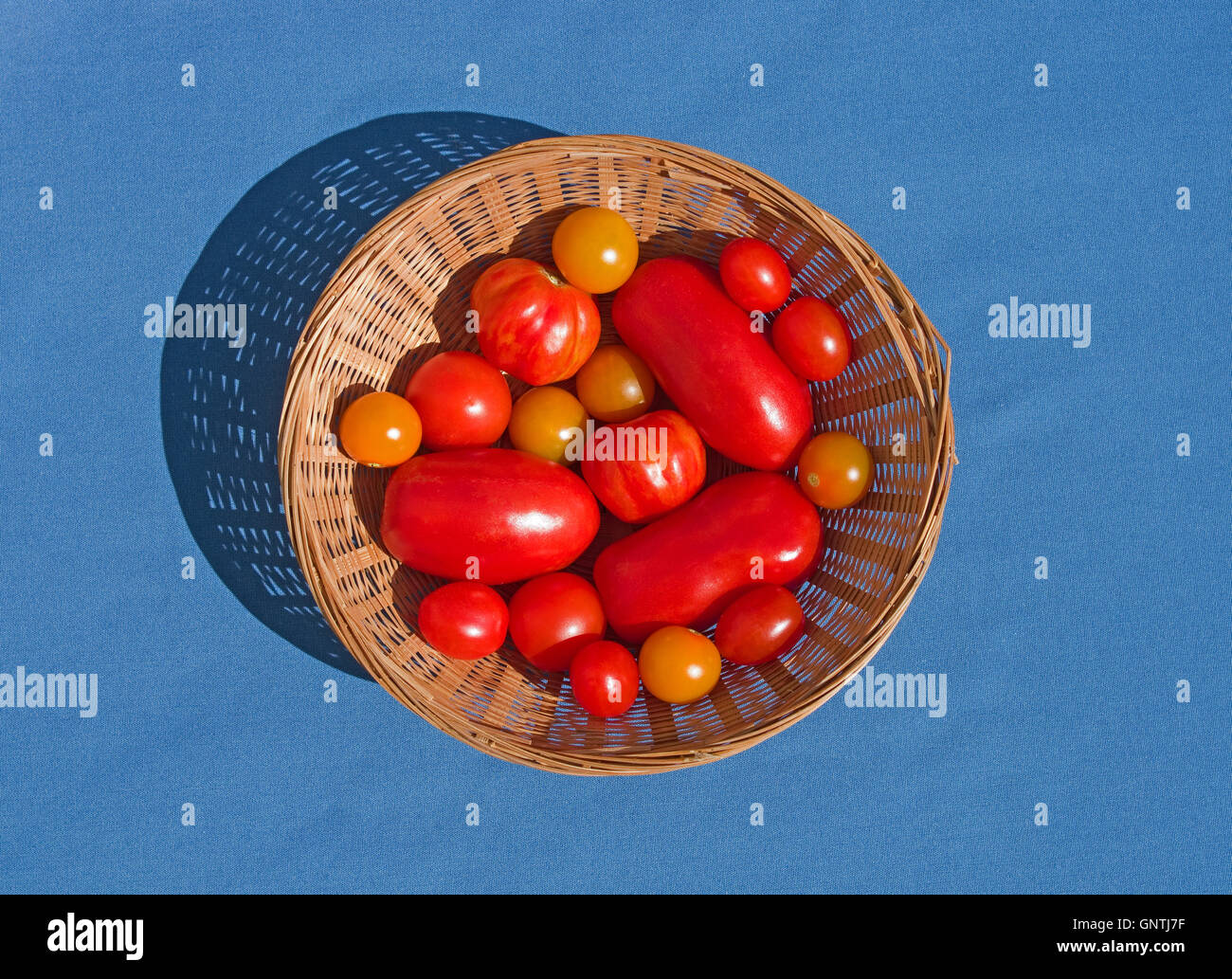 Panier en osier rond sur fond bleu contenant plusieurs variétés différentes de rouge et d'orange fait maison tomates, England UK Banque D'Images