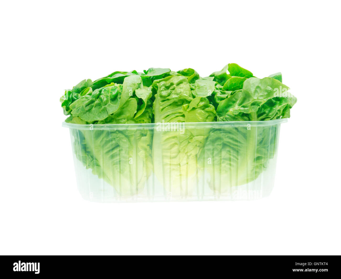 Salade de laitue vert frais généraux dans le récipient en plastique isolated on white Banque D'Images
