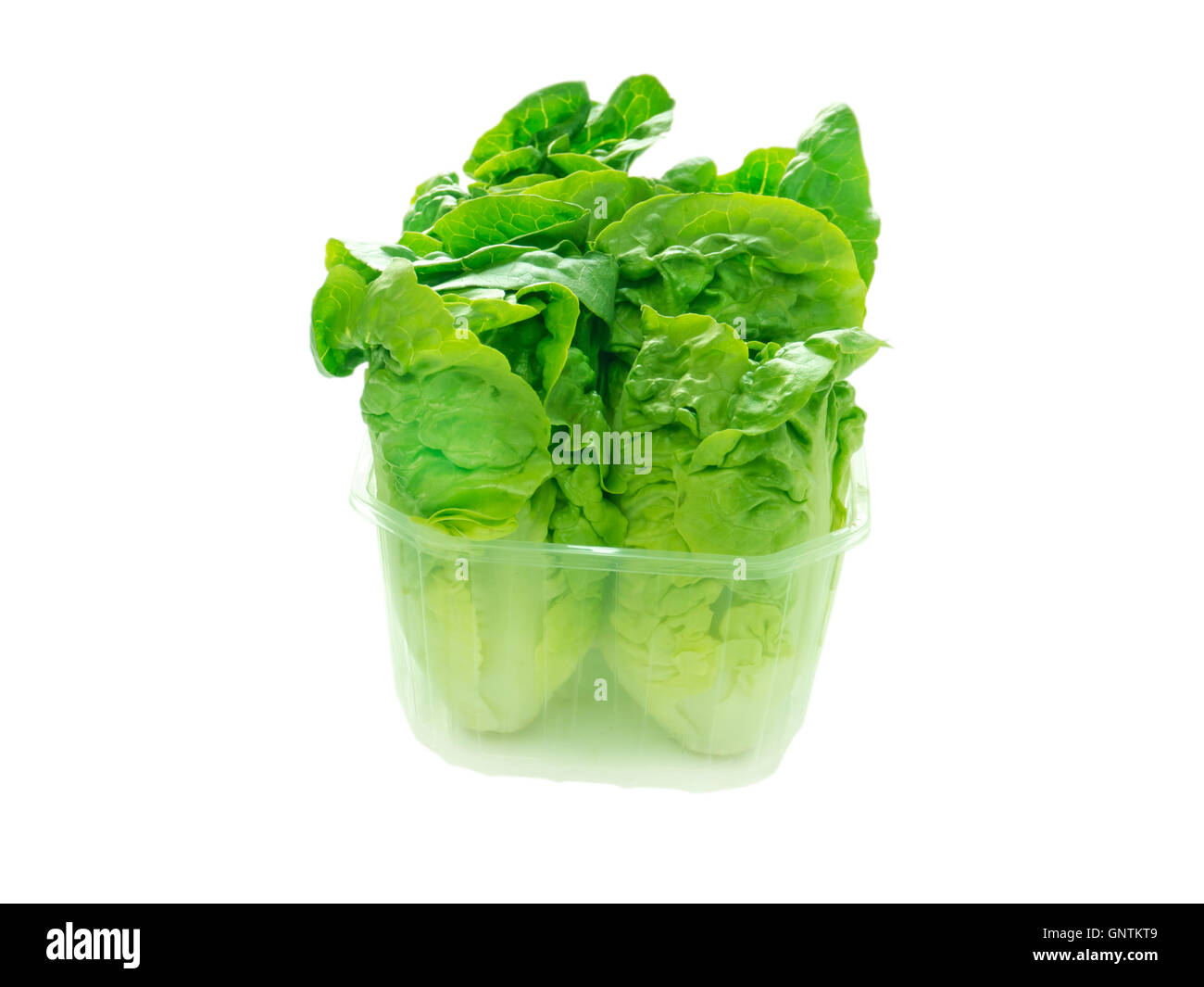 Salade vert frais généraux dans le récipient en plastique isolated on white Banque D'Images
