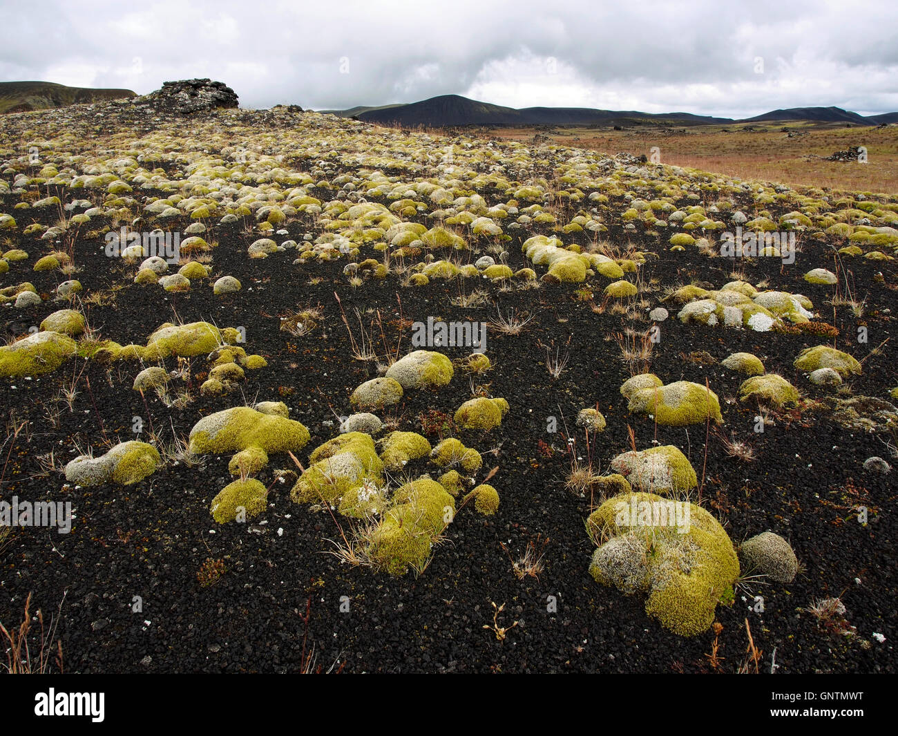 Moss, Lambafitjarhraun coulée de près de Landmannahellir, Islande Banque D'Images