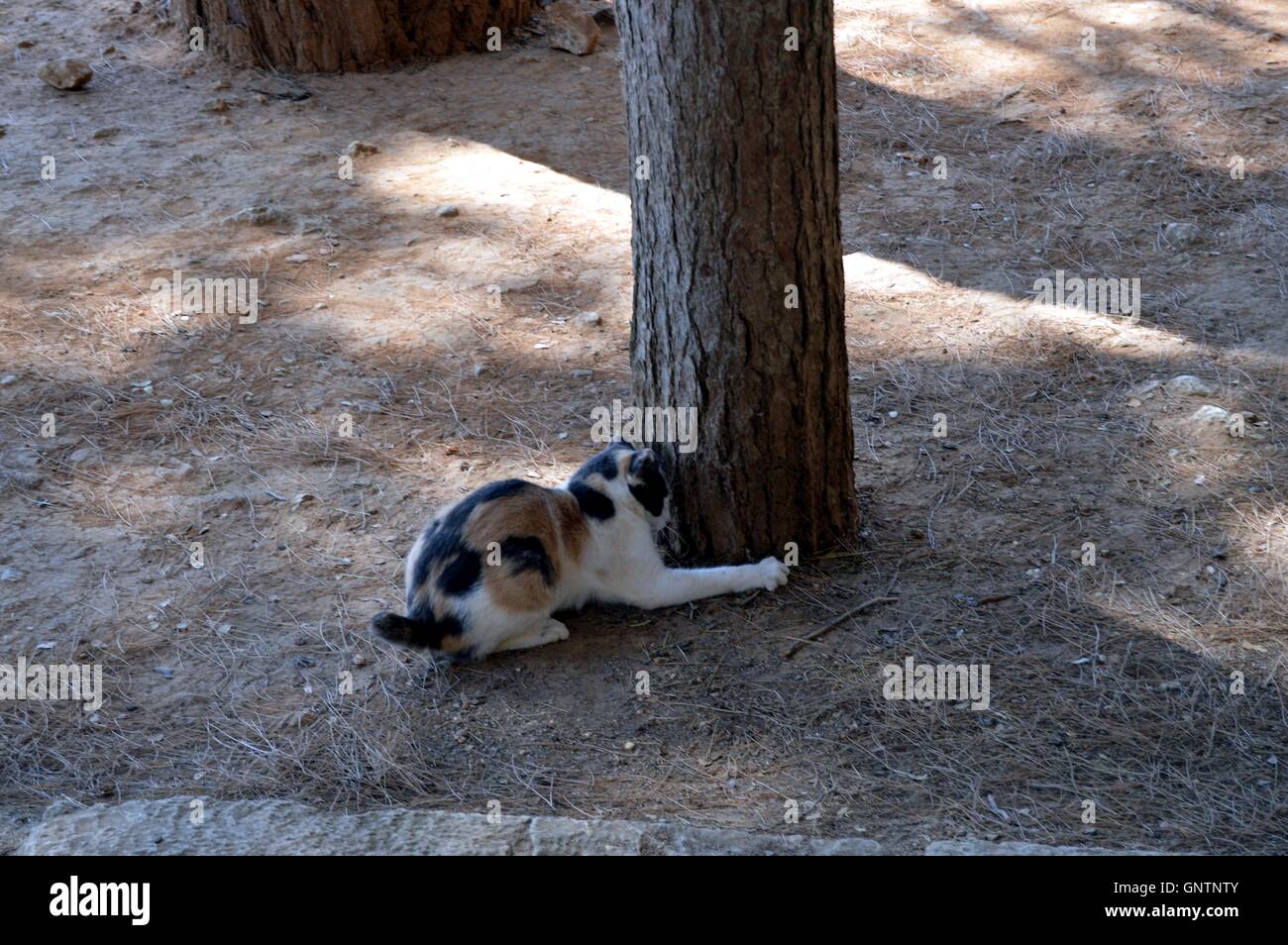 Cat jouer près d'un arbre sous le soleil de l'île de Crète. Banque D'Images