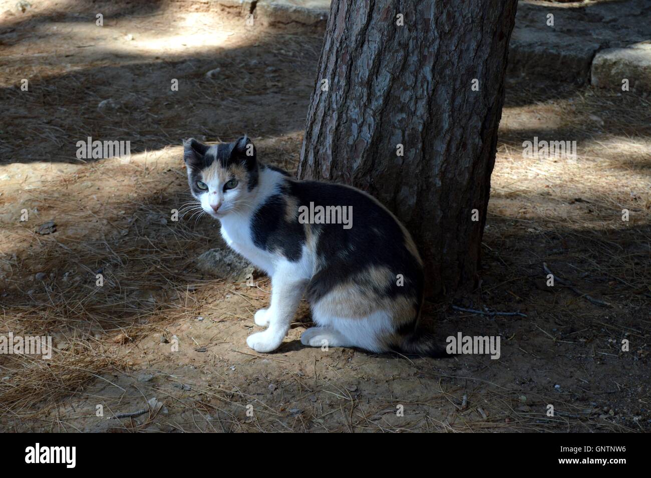Cat jouer près d'un arbre sous le soleil de l'île de Crète. Banque D'Images
