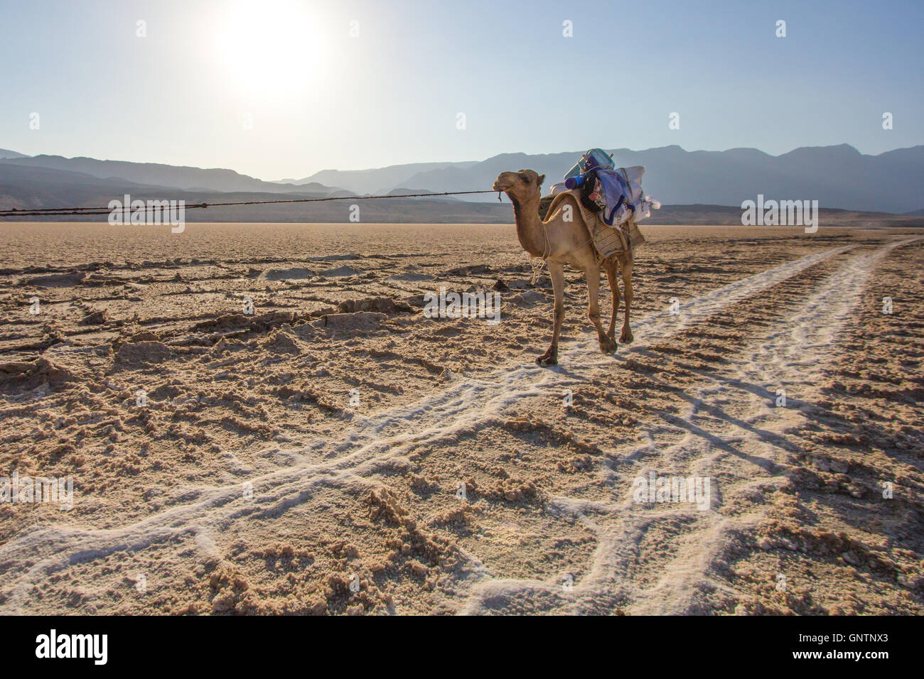 Caravanes de chameaux traversant les plaines salines à Djibouti. Banque D'Images