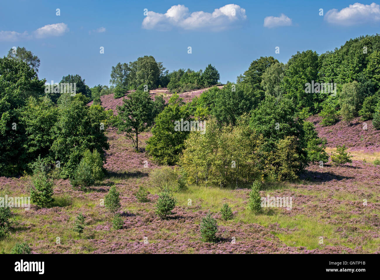 La bruyère (Calluna vulgaris) en fleurs sur le Mechelse Heide, des Landes dans le Parc national Hoge Kempen, Limbourg, Belgique Banque D'Images