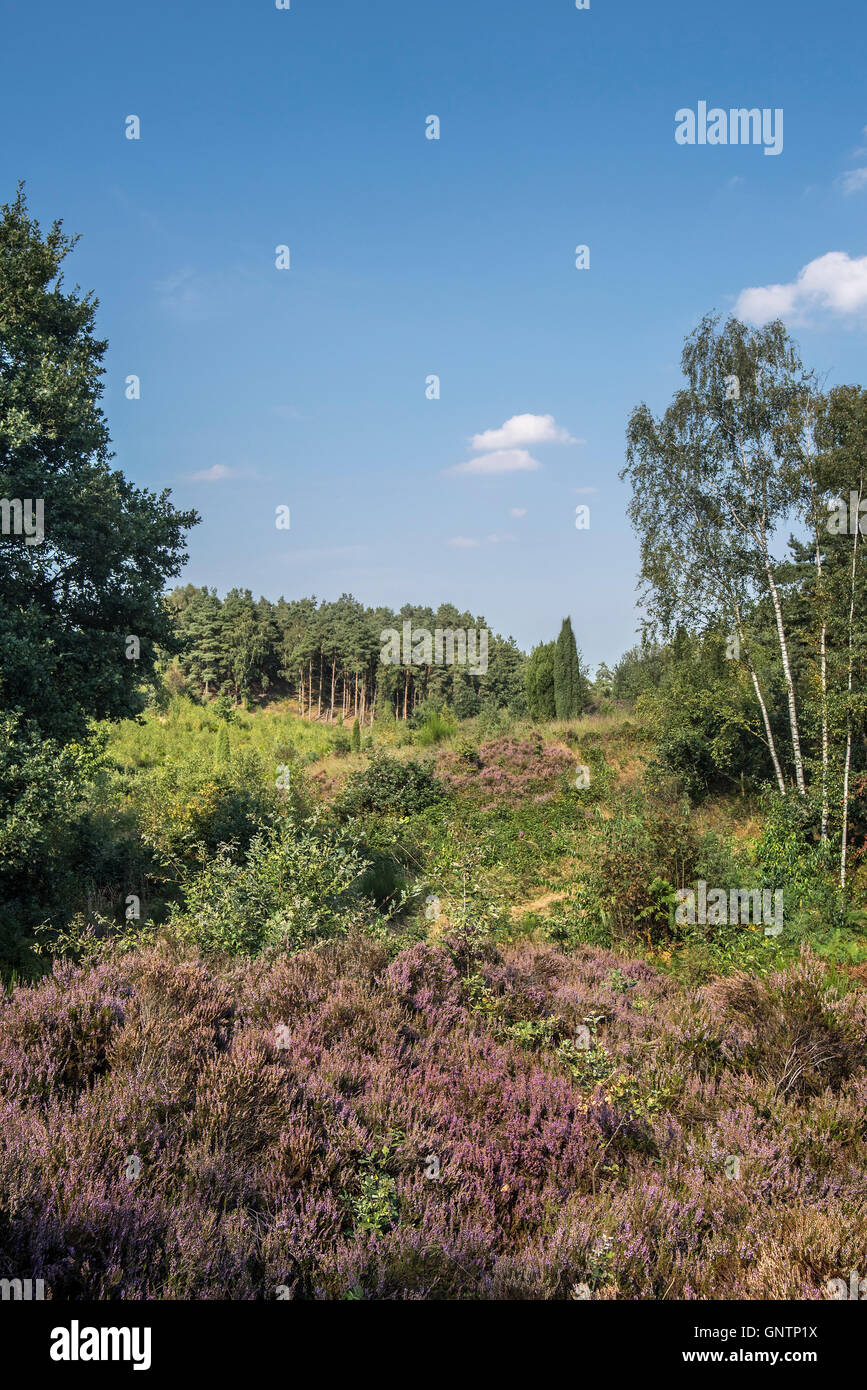 La bruyère (Calluna vulgaris) en fleurs sur le Mechelse Heide, des Landes dans le Parc national Hoge Kempen, Limbourg, Belgique Banque D'Images