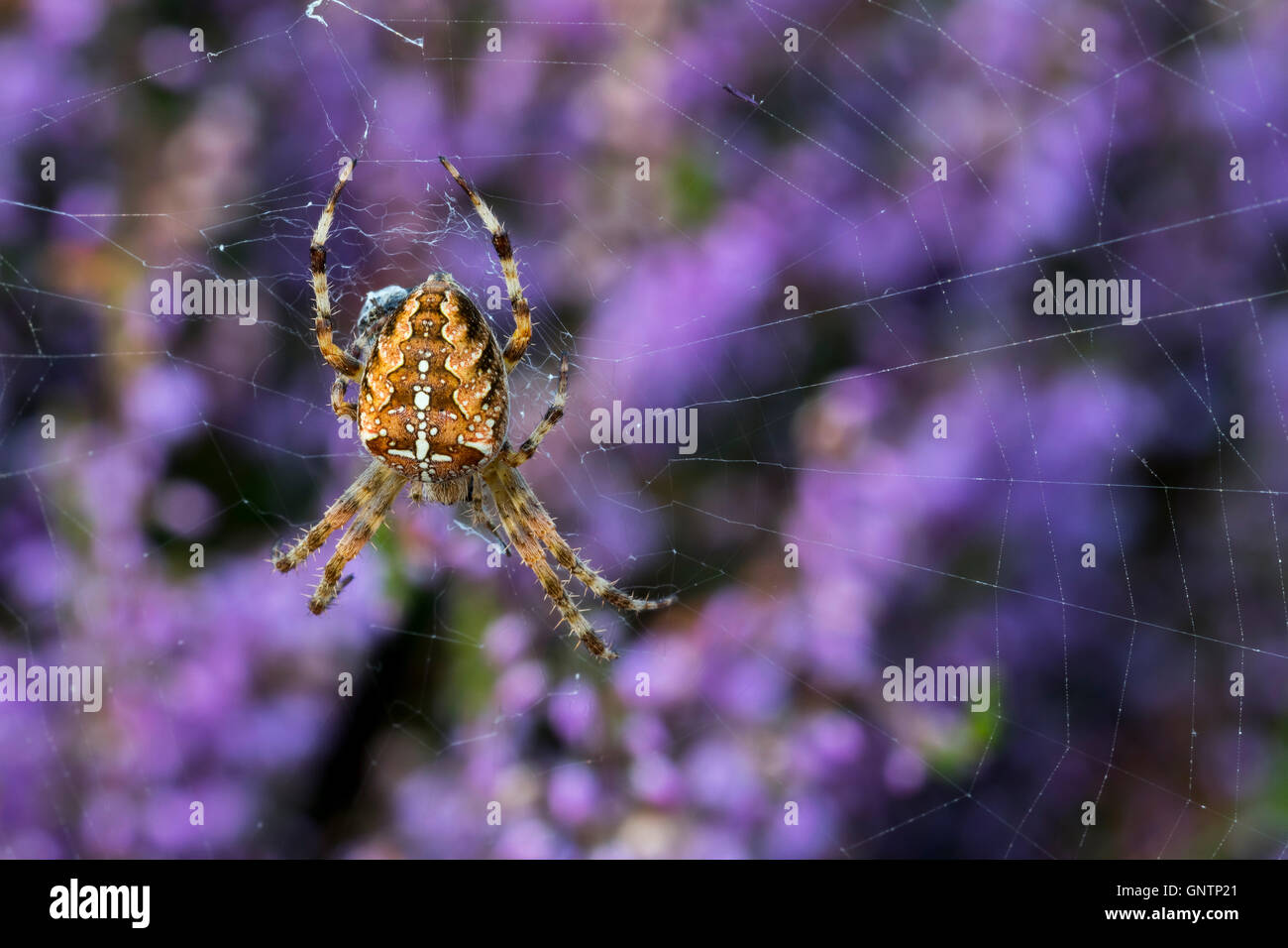 Le jardin européen / araignée araignée araignée diadème / cross (Araneus diadematus) se