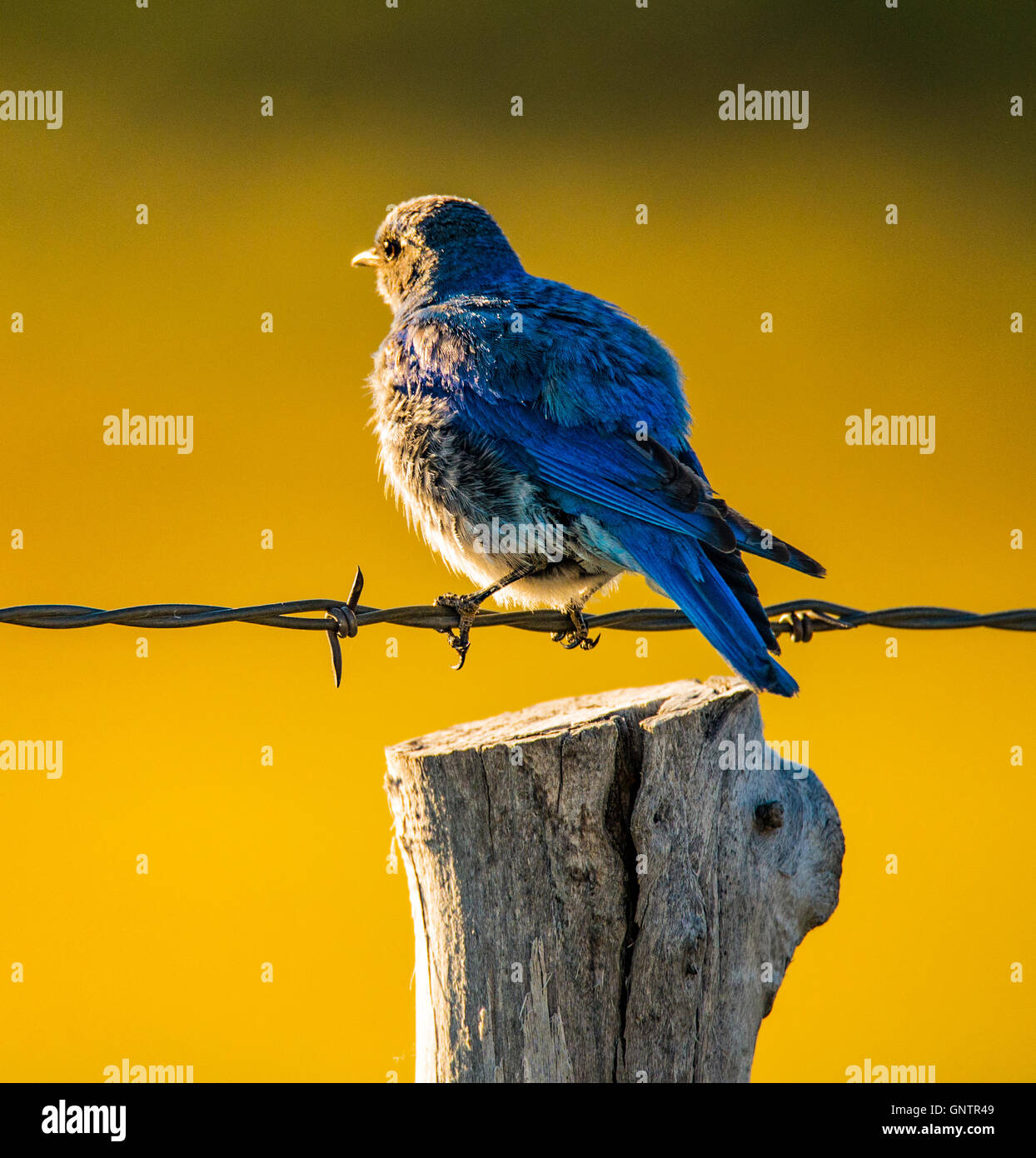 Montagne mâle Blue Bird dans la lumière du matin perché sur grillage, oiseau d'état de l'Idaho, USA, NEW YORK Banque D'Images