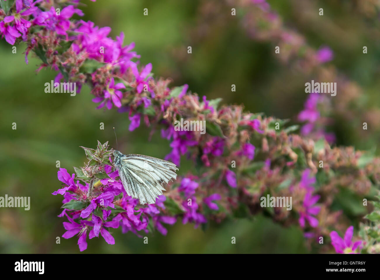 Insectes et fleurs,plantes Banque D'Images