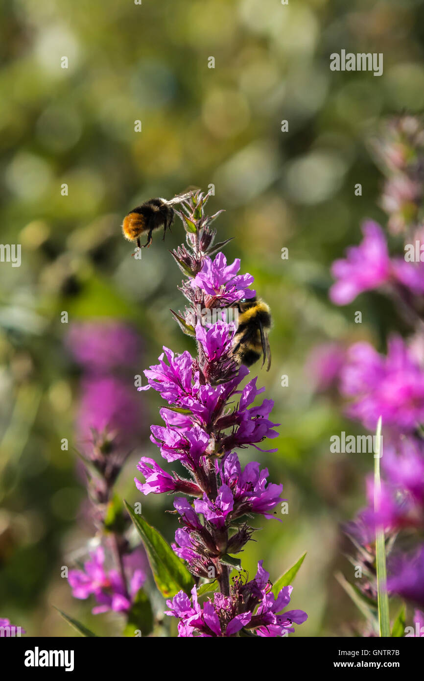 Insectes et fleurs,plantes Banque D'Images
