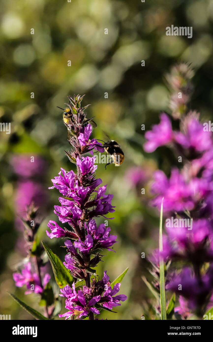 Insectes et fleurs,plantes Banque D'Images