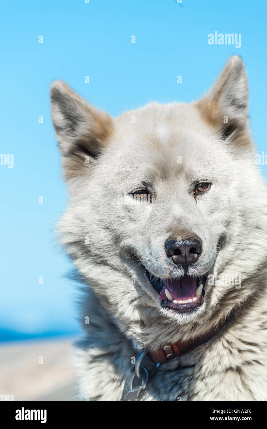 Un chien groenlandais en posture agressive, Sisimiut, Groenland. Ces races  sont très différentes de les Huskies J'ai rencontrer Photo Stock - Alamy
