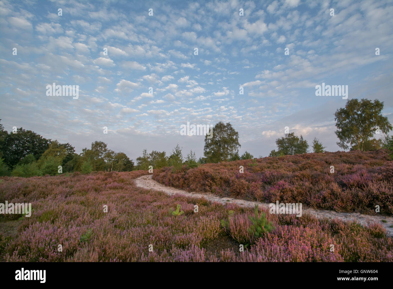 Vue sur Paysage commun Witley, Surrey, Angleterre, en été avec la bruyère en fleur. Surrey Hills Zone de Beauté Naturelle Exceptionnelle. Banque D'Images