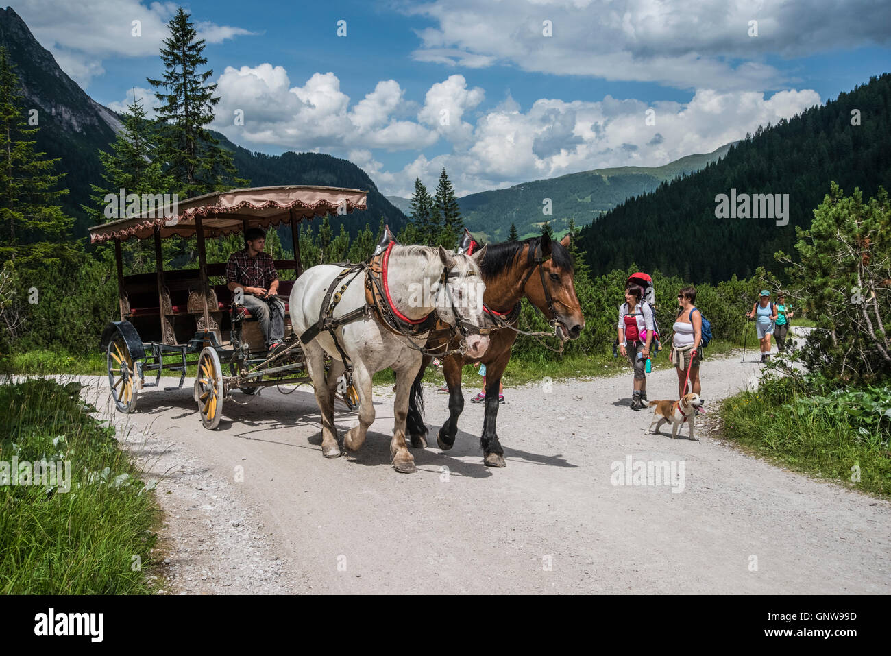 Sexten-Sesto Dolomites. Calèche touristique à vallée Fischleintal Banque D'Images