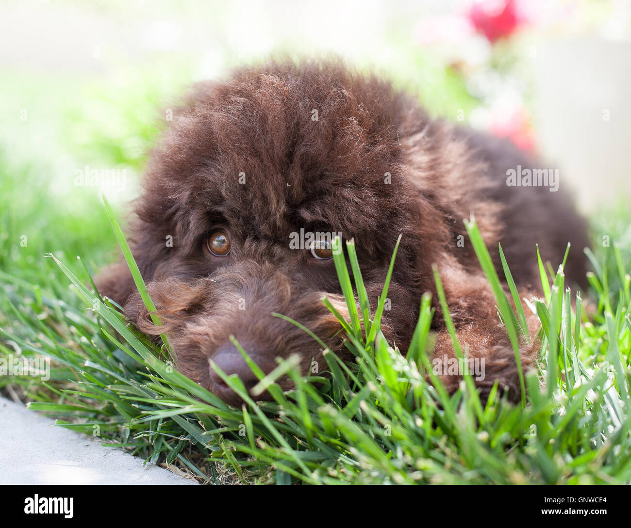 Labradoodle puppy dog chocolat joue à cache-cache dans l'herbe. Il est accroupi sur son ventre à travers les brins d'herbe. Banque D'Images