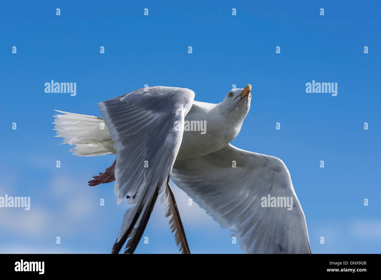 Flying Seagull. En vol Banque D'Images