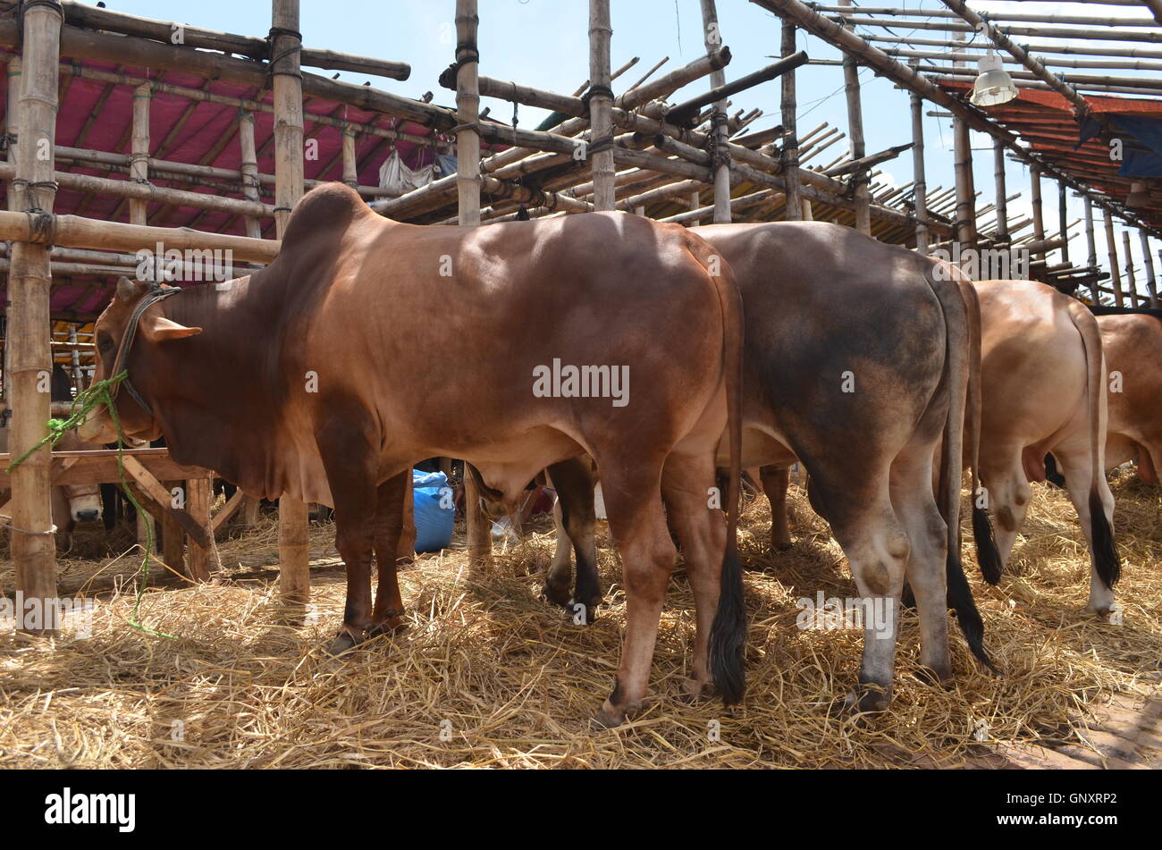 Dhaka. Du 1er septembre 2016. Les animaux sacrificiels sont vus en vente à l'avance du marché des bovins de l'Aïd al Adha à Dhaka, capitale du Bangladesh, le 1 septembre 2016. © Xinhua/Alamy Live News Banque D'Images