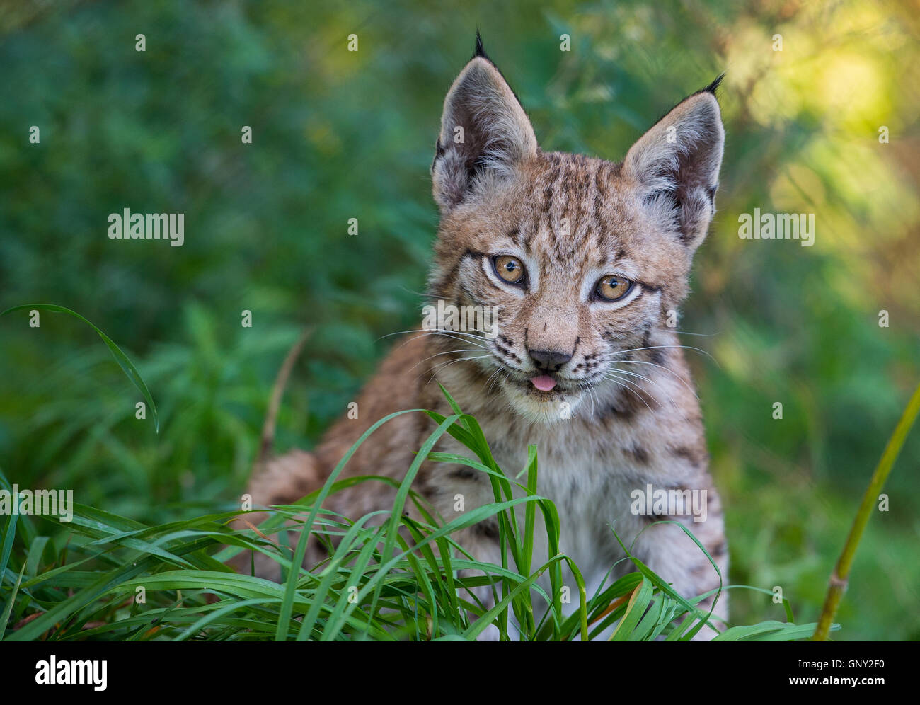 Schoenebeck brut, de l'Allemagne. Du 1er septembre 2016. Une femelle lynx (Lynx lynx) et sa progéniture peut être vu dans un enclos au parc Schorfheide brut en Allemagne, Schoenebeck, 1 septembre 2016. Deux jeunes lynx sont nés à peu près il y a deux mois et demi. Le parc nord de Berlin est habitée par des animaux et certains qui sont probablement éteintes dans la nature. PHOTO : PATRICK PLEUL/dpa/Alamy Live News Banque D'Images