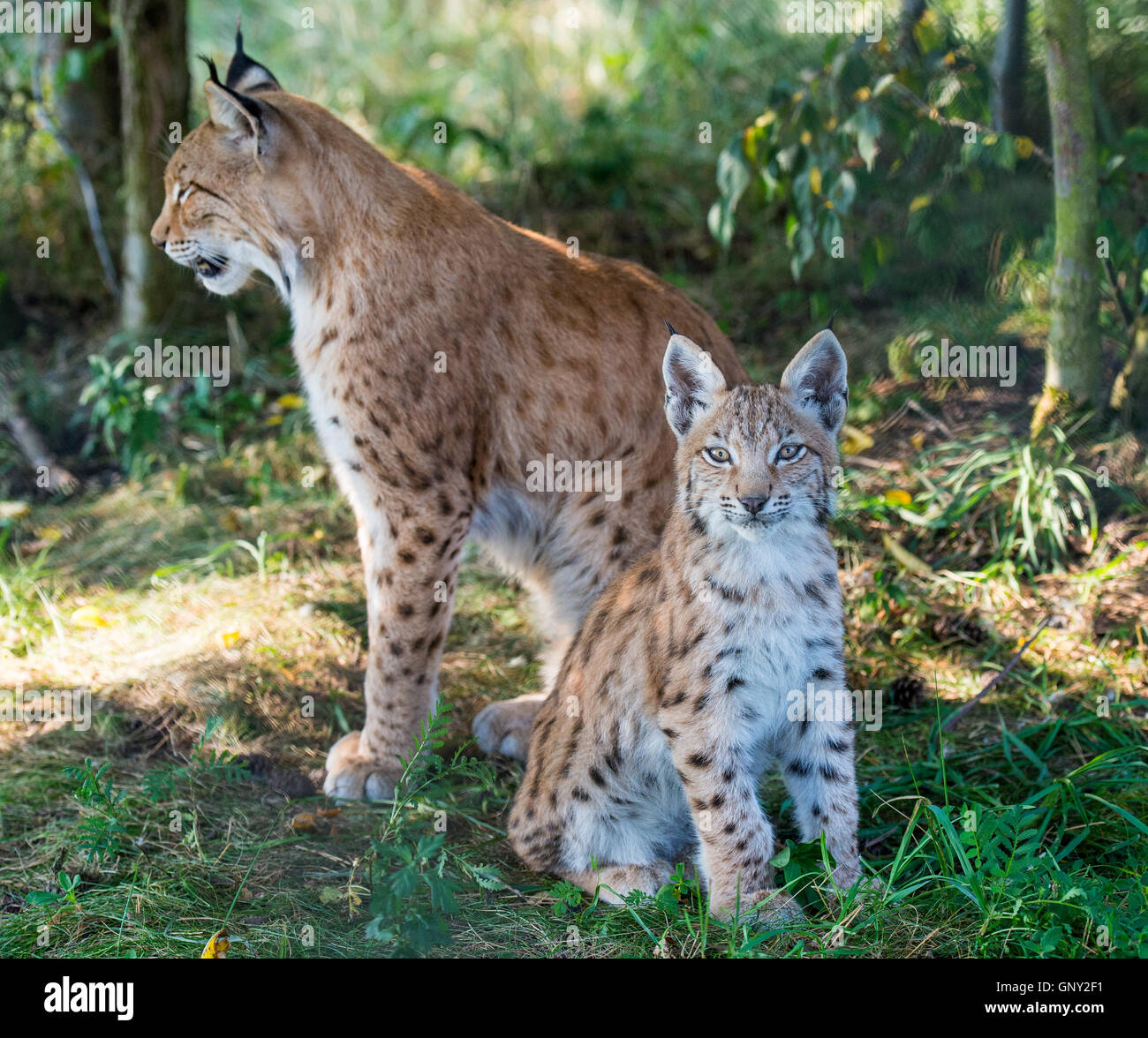 Schoenebeck brut, de l'Allemagne. Du 1er septembre 2016. Une femelle lynx (Lynx lynx) et sa progéniture peut être vu dans un enclos au parc Schorfheide brut en Allemagne, Schoenebeck, 1 septembre 2016. Deux jeunes lynx sont nés à peu près il y a deux mois et demi. Le parc nord de Berlin est habitée par des animaux et certains qui sont probablement éteintes dans la nature. PHOTO : PATRICK PLEUL/dpa/Alamy Live News Banque D'Images